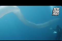 Βίντεο: Μυστηριώδες πλάσμα εντοπίστηκε στον βυθό της Νέας Ζηλανδίας