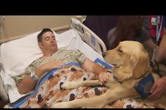 Θεσσαλονίκη: Σκύλους θεραπείας επιστρατεύει το στρατιωτικό νοσοκομείο (vid)