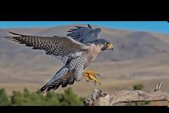 Ο γητευτής των γερακιών της 71 Α/Μ Ταξιαρχίας ''ΠΟΝΤΟΣ''