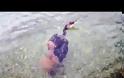 Ναύπλιο: Μεγάλο χταπόδι άρπαξε κορμοράνο [εικόνες και βίντεο]