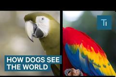 Δέκα πράγματα που πιστεύατε για τα ζώα αλλά δεν ισχύουν!