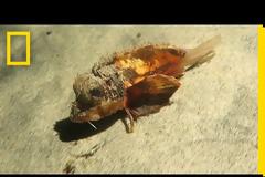 Παράξενα ψάρια που … περπατάνε στο βυθό!