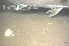 Παράξενα ψάρια που … περπατάνε στο βυθό!