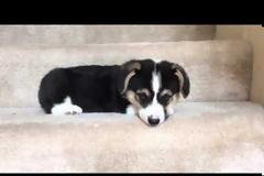 ΔΕΙΤΕ το αξιολάτρευτο κουτάβι που φοβάται την… σκάλα! (ΒΙΝΤΕΟ)