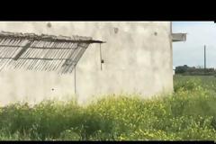 Πλημμύρισε η Κύπρος Πεταλούδες...