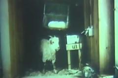 ΤΟ ΒΡΩΜΙΚΟ ΠΑΡΑΣΚΗΝΙΟ ΤΟΥ ΒΙΟΛΟΓΙΚΟΥ ΠΟΛΕΜΟΥ (Βίντεο) –