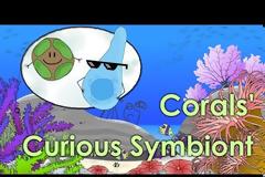 Ανακαλύφθηκε ο πρώτος στον κόσμο οργανισμός που παράγει χλωροφύλλη χωρίς φωτοσύνθεση