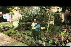 Miami Shores Residents Cited For Front Yard Vegetable Garden