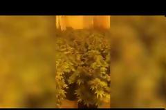 Ολόκληρο δάσος με υδροπονική κάνναβη στο Περιστέρι (ΕΙΚΟΝΕΣ & ΒΙΝΤΕΟ)