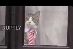 Τι απέγινε η γάτα-σταρ του Ασάνζ....