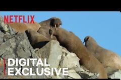 Η συγκλονιστική στιγμή που οι συντελεστές του «Our Planet» βλέπουν τους θαλάσσιους ίππους να οδηγούνται στον θάνατο (vid)