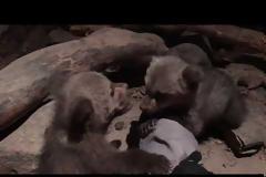 Στην αγκαλιά του Αρκτούρου τα δύο ορφανά αρκουδάκια...