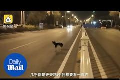 Σκύλος εδώ και 80 μέρες περιμένει στο σημείο που σκοτώθηκε το αφεντικό του