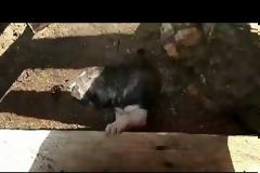 Καταγγελία: Στην μοίρα τους αφέθηκαν τα εγκαταλειμμένα κουτάβια στα Παλιάμπελα της Βόνιτσας (φωτο-video)