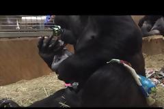 Μαμά γορίλας δεν μπορεί να σταματήσει να φιλά το νεογέννητο γοριλάκι της