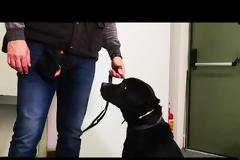 Άτλας: O σκύλος «φόβος και τρόμος» των ναρκεμπόρων (VIDEO-ΦΩΤΟ)