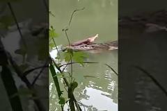 Βίντεο-σοκ: Κροκόδειλος περιπλανιέται σε λίμνη έχοντας στα σαγόνια του ένα ανθρώπινο πόδι