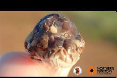 Φίδι με τρία μάτια βρέθηκε στην Αυστραλία (βίντεο)