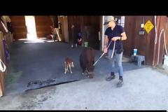 ΑΥΤΟ είναι το μικρότερο άλογο στον κόσμο, και θα σας κυνηγήσει μέχρι τέλους!… (ΒΙΝΤΕΟ)