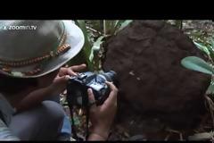 Αράχνη σε τσιμπάει και το δηλητήριο της προκαλεί 4ωρη στuση