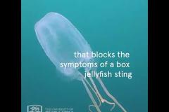 Ποια είναι η «δολοφόνος μέδουσα» που μπορεί με κάθε πλοκάμι να σκοτώσει 60 ανθρώπους. Γιατί τα φάρμακα κατά της χοληστερόλης μπορούν να λειτουργήσουν ως αντίδοτα - Δείτε σχετικό βίντεο