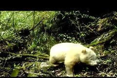 Σπάνιο γιγαντιαίο πάντα-αλμπίνο εντοπίστηκε σε δάσος της Κίνας (video)