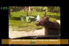 Tρομερό βίντεο με αρκούδα να σταματά οδηγό στη Φλώρινα