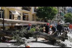 ΒΙΝΤΕΟ.Δέντρο έπεσε σε καφέ