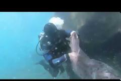 Ψάρεψαν στο Αιγαίο μοτοσυκλέτες, πλυντήριο, Χριστουγεννιάτικο δέντρο και Louis Vuitton! (vid+pics)