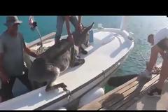Καρέ καρέ η επιχείρηση διάσωσης ενός γαιδουριού από βέβαιο θάνατο – Το έβαλαν σε μια βάρκα (Video)