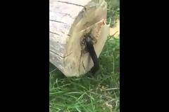 Έκοψε δένδρο και βρήκε μέσα του έναν ζωντανό εφιάλτη (Video)