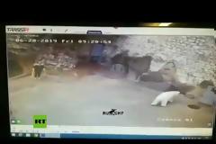 Υπάλληλος ζωολογικού κήπου γλίτωσε από πολική αρκούδα χάρη σε μια... σκούπα