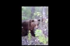 Κλώτσησε αρκούδα για πλάκα και το άγριο ζώο τον ξέσκισε (Video)