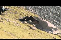 Όταν ένας χρυσαετός καταφέρνει να σηκώσει στον αέρα έναν αίγαργο