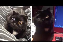 Αυτή είναι η πιο απίστευτη γάτα του κόσμου