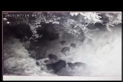 Απίστευτο βίντεο: Οικογένεια από μικρά αγριογούρουνα εμφανίστηκε στην Εκάλη