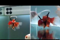 Αναπηρικό αμαξίδιο για χρυσόψαρα έφτιαξε Νοτιοκορεάτης