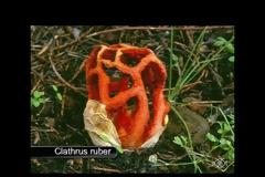 12315 - Η Μυκητοχλωρίδα του Αγίου Όρους