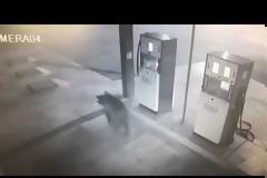 Αποκεντρωμένη Διοίκηση Ηπείρου-Δυτικής Μακεδονίας: Μέτρα για να προστατευθείτε από την αρκούδα.. (video)!!