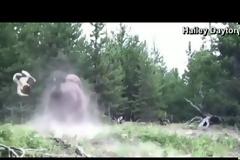 Βίσονας σηκώνει 9χρονη με δύναμη στον αέρα και τη ρίχνει στο έδαφος (video)