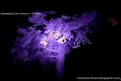 ΝΕΑ ΕΚΠΟΜΠΗ - Βίντεο σοκ!ΙΜυστηριώδη αντικείμενα μέσα σε δάσος καταγράφηκαν νύχτα!