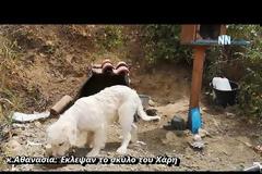 Άγνωστοι πήραν το σκύλο του Χάρη – Έκκληση να τον επιστρέψουν (VIDEO)