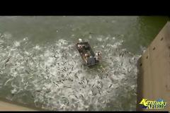 Γιατί οι επιστήμονες κάνουν ηλεκτροσόκ σε ψάρια της λίμνης Κεντάκι -Ανατριχιαστικό βίντεο