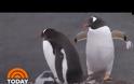 Δύο ομοφυλόφιλοι πιγκουίνοι κλωσσούν ένα αυγό σε ζωολογικό κήπο