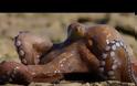 Βίντεο του BBC: Το τεράστιο χταπόδι που περπατάει και αναπνέει στην ξηρά !!!
