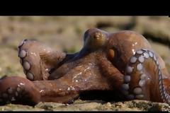 Βίντεο του BBC: Το τεράστιο χταπόδι που περπατάει και αναπνέει στην ξηρά !!!