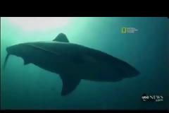 Όρκες έτρεψαν σε φυγή τους λευκούς καρχαρίες της Νότιας Αφρικής! (vid)