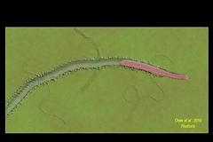 Ανακαλύφθηκε απολίθωμα ζώου που σερνόταν πριν 550 εκατ. χρόνια στον βυθό