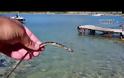 Ναύπλιο: Εντοπίστηκε σπάνιο ψάρι με την ονομασία «κατουρλίδα»