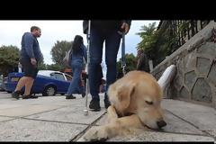 Ο Στράτος και ο Μπρούνο διασχίζουν, το αφιλόξενο για τα ΑμΕΑ κέντρο της Θεσσαλονίκης